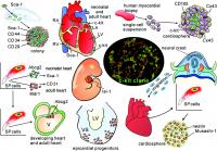 Human Cardiac Progenitor Cells
