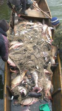 Рыба Украины оптом