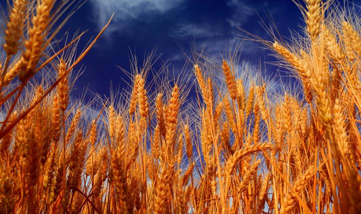 Глубокая переработка зерна и промышленная биотехнология на Форуме «Грэйнтек 2021»