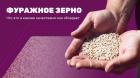 Фуражное зерно: что это и какими качествами оно обладает