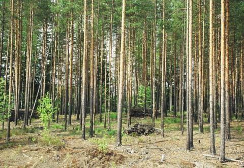 ООО КМДК «СОЮЗ-Центр» проведет лесовосстановительные работы на площади 3400 га
