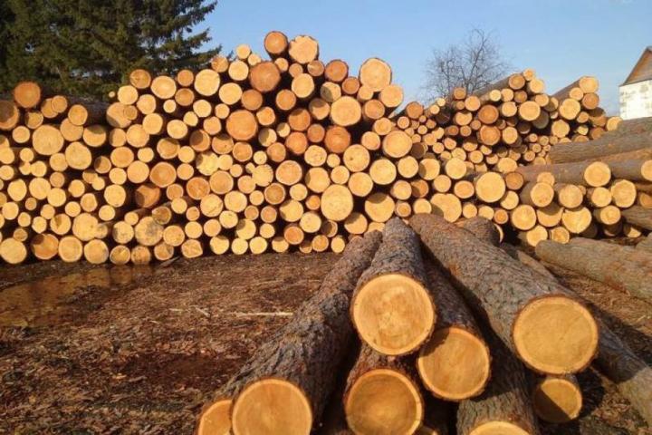 Молодых специалистов привлекают в лесопромышленный комплекс Ульяновской области