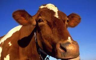 Эндометрит у коров: лечение, симптомы, профилактика