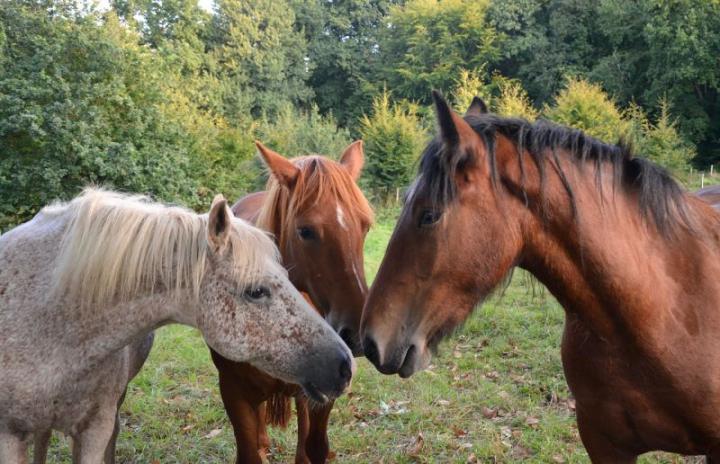 Как определить качество сена для лошадей по цвету и запаху