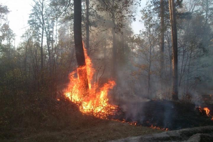 В Пензенской области горел лес