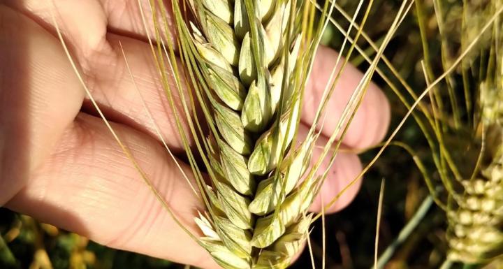 Впервые в Поволжье: новый сорт озимой твердой пшеницы.