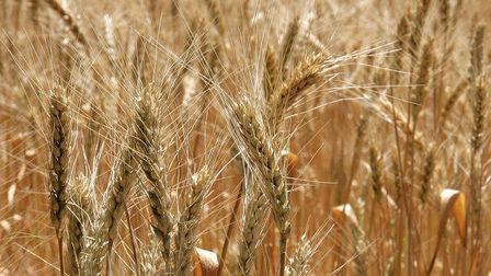 Красноярские производители объединятся в «зерновое сообщество» 