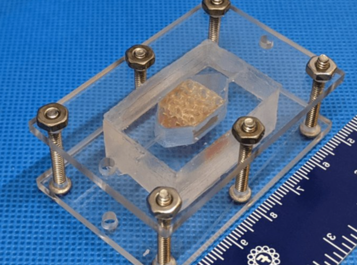 На 3D-принтере напечатали жизнеспособную печень