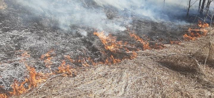 Житель Красноярского края решил избавиться от сухой травы и сжег 15 га леса