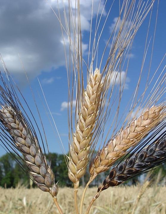 Продажа - Семена яровой мягкой пшеницы