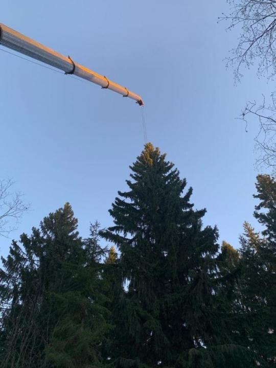 Специалисты готовят главную елку Петербурга к отъезду