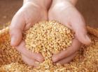 Egypt Buys 50/50 Romanian, Russian Wheat in Tender