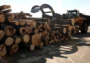 Продукция химической промышленности и древесина – в «топе» экспортных поставок Новгородской области