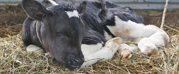 Минсельхоз Удмуртии выделит субсидии на эмбрионов крупного рогатого скота