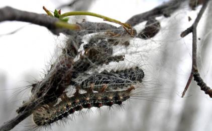 Шелкопряд захватит тайгу