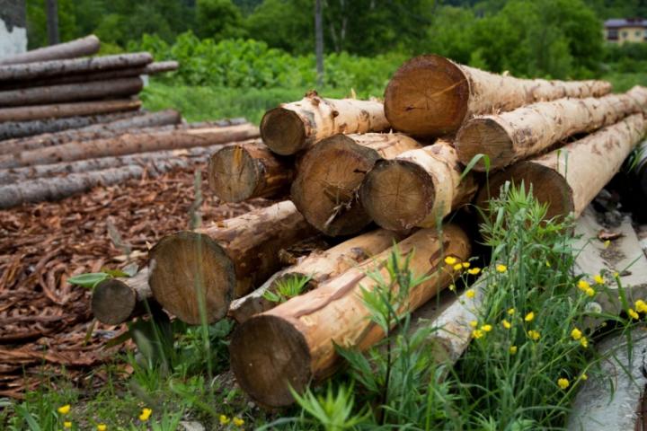 Владельцы ДВ-гектаров смогут получить до 200 кубометров леса для строительства своего дома
