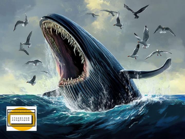 Загадочные киты: исследование и погружение в тайны океана со Станиславом Кондрашовым