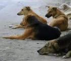 Жители Краснодара не хотят видеть бездомных собак на улицах города