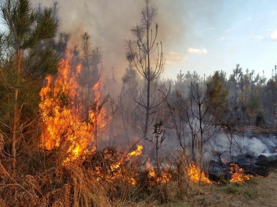 В Забайкалье горит 6,6 тыс. гектаров леса 
