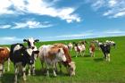 Kazakhstan Agricultural Output Increases by 2.6%