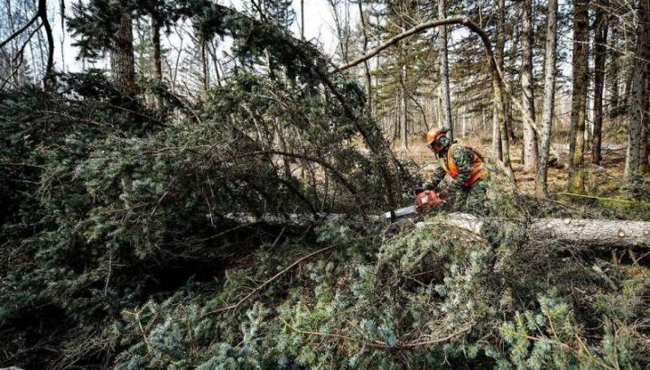 Якутяне подписывают петицию против вырубки леса в верховье реки Амга