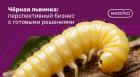 Чёрная львинка: перспективный бизнес с готовыми решениями