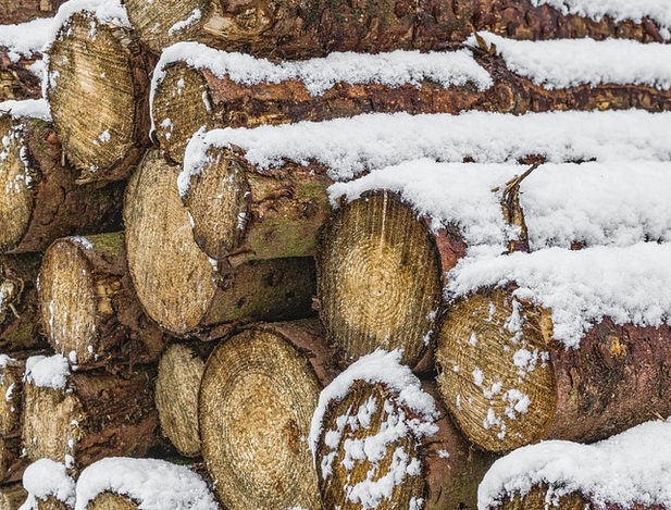 Госучреждения ДФО, осуществляющие заготовку древесины, реализовали на СПБМТСБ более 46 000 кубометров леса