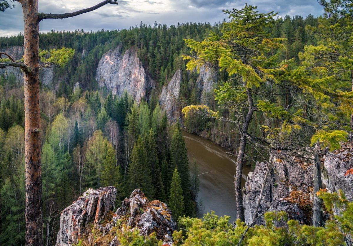 На Урале лесовосстановление выполнено на площади 70 тысяч гектаров