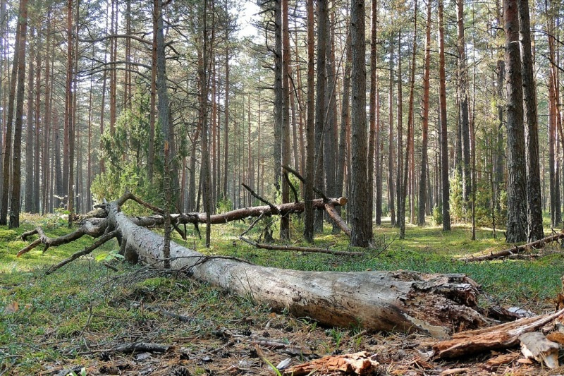 Можно ли взять на дрова поваленные в лесу деревья?