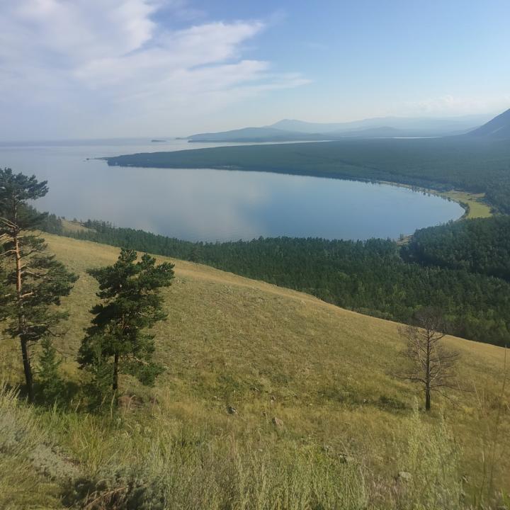Анализ итоговых показателей лесопатологических обследований Байкальской природной территории за 2023 год показал улучшение ситуации