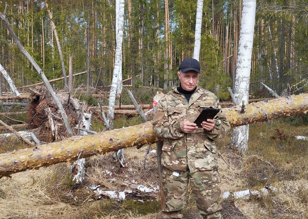 Центр защиты леса Республики Марий Эл оперативно провел обследование повреждённых ураганом насаждений