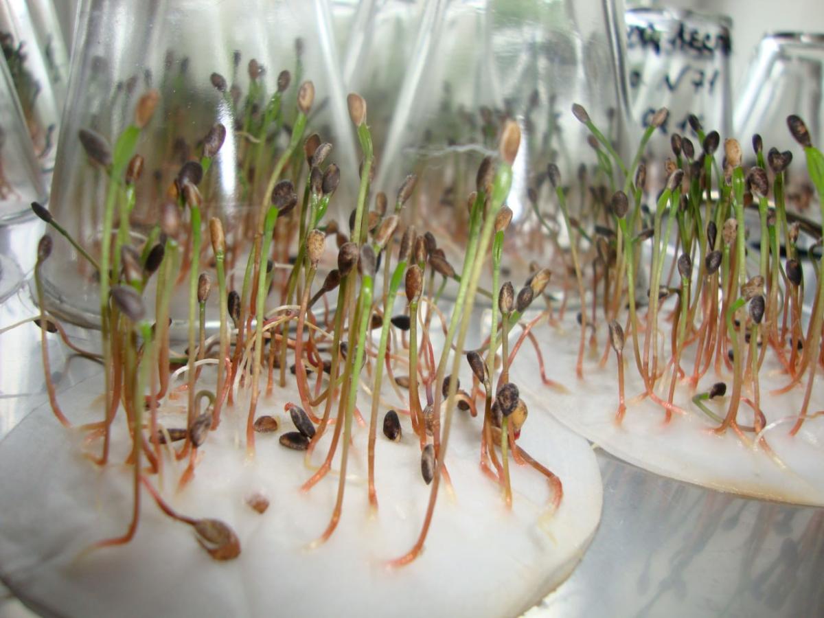 Алтайский филиал Рослесозащиты оценил в 2023 году посевные характеристики более 10 тонн семян