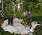 В Новосибирской области подведены итоги мер борьбы с непарным шелкопрядом