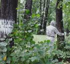 Лесопатологический мониторинг охватит все лесничества Чувашской Республики