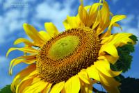 Ольга Фалалеева